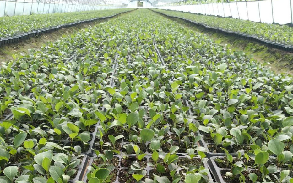 北蒼術(shù)種苗